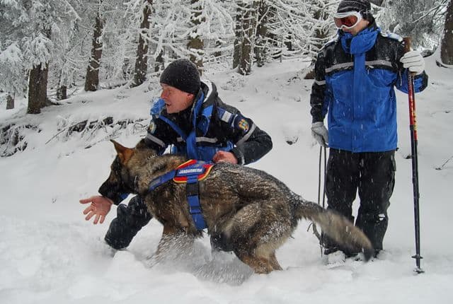 Câinii salvatori – ajutor de nădejde al jandarmilor montani în salvarea vieţilor oamenilor - FOTO