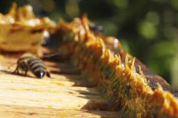 Unul dintre cele mai puternice antibiotice naturale - Propolisul