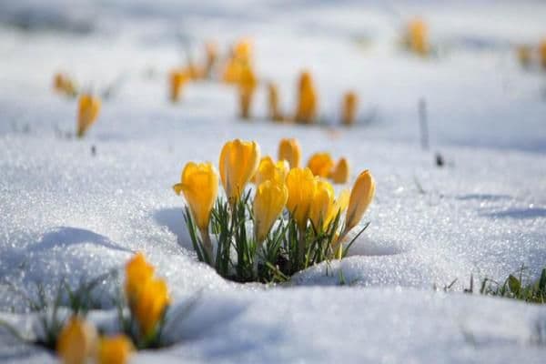 Prognoza meteo pentru februarie, martie şi aprilie. Când vine primăvara  