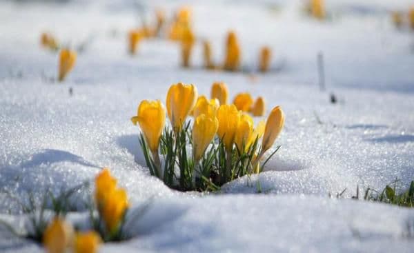 Nu disperați, primăvara vine repede! Prognoza meteo până în aprilie