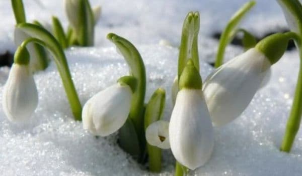 Prognoza meteo pe două săptămâni: Vreme de primăvară capricioasă, cu ploi şi lapoviţe şi chiar ninsori