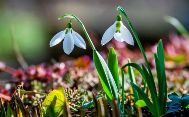 Record de temperatură la mijlocul lunii februarie