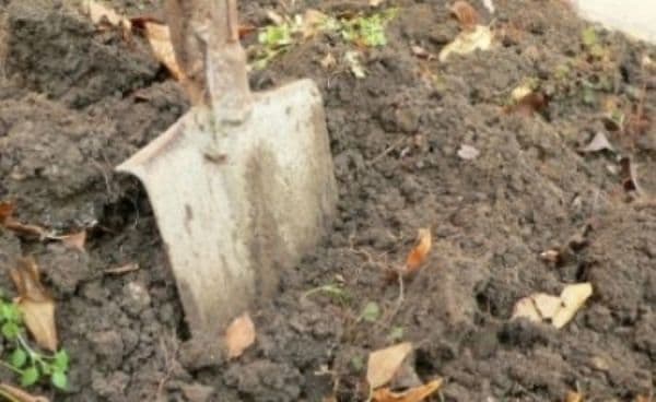 Muniţie în stare activă găsită în timp ce săpa grădina