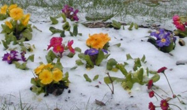 Vremea extremelor: soare cu dinţi, lapoviţă şi ninsori. Prognoza meteo pe trei zile