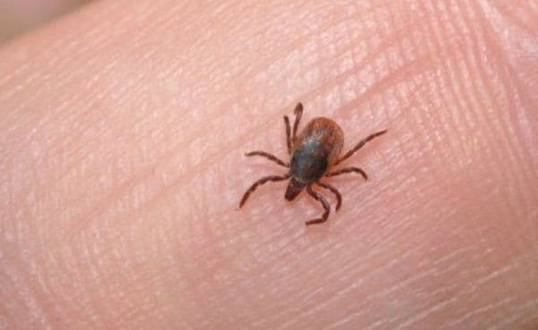 Atenție la căpușe! Alertă epidemiologică pentru boala Lyme