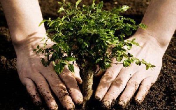 Primăria Dorohoi vă invită la tradiționala campanie de plantare de pomi sub sloganul „Te iubesc Dorohoi” 