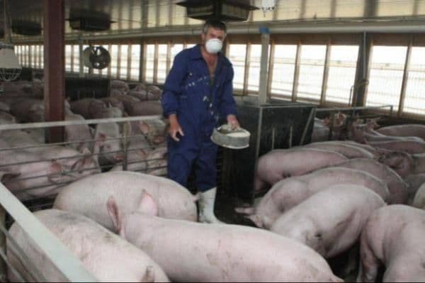 Un judeţ din România este în alertă din cauza gripei porcine africane. „Virusul ar putea evolua oriunde”