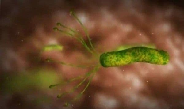 Leguma care omoară bacteria helicobacter pilori, cea care cauzează ulcerul