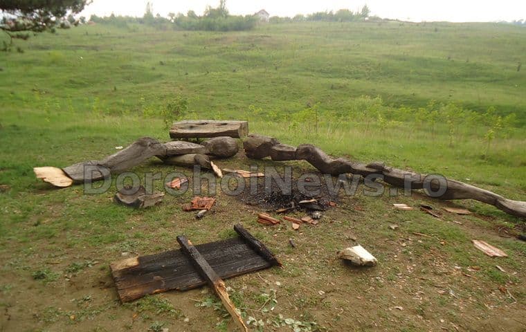 Inconștiență sau rea intenție? Plantația de pini din Dorohoi pusă în pericol de persoane neunoscute! - FOTO