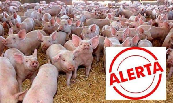 Alertă maximă în tot judeţul Botoșani din cauza pestei porcine africane