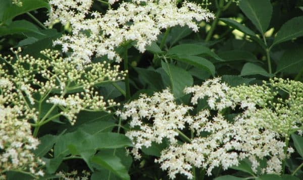 Cum scapi de pistruii de pe faţă cu ajutorul florilor de soc