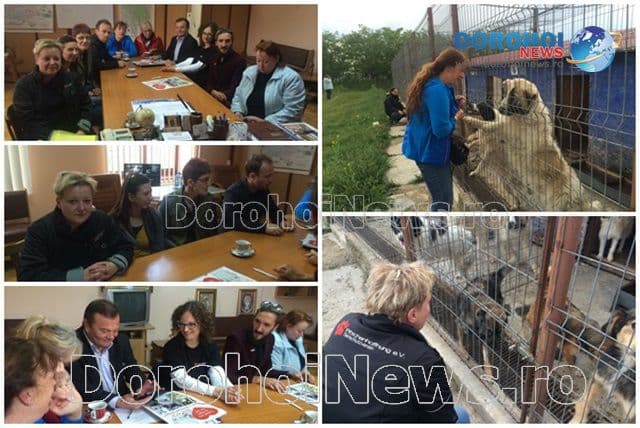 Proiect dedicat cățeilor din Dorohoi derulat de patru asociații din Botoșani, Olanda și Germania - FOTO