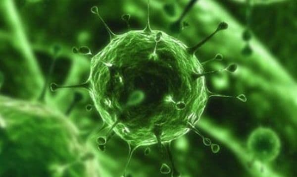 ALERTĂ! Virus periculos, adus accidental în țară