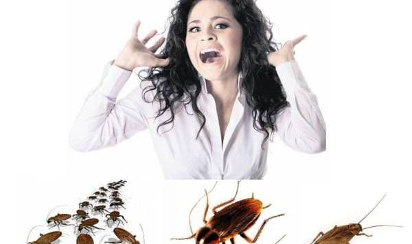Cum scapi de gândacii de bucătarie definitiv. Cinci soluţii pe care le poţi aplica imediat