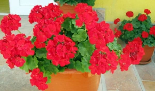 Vrei să ai muşcate de invidiat în balcon? Urmează aceste sfaturi simple şi ieftine