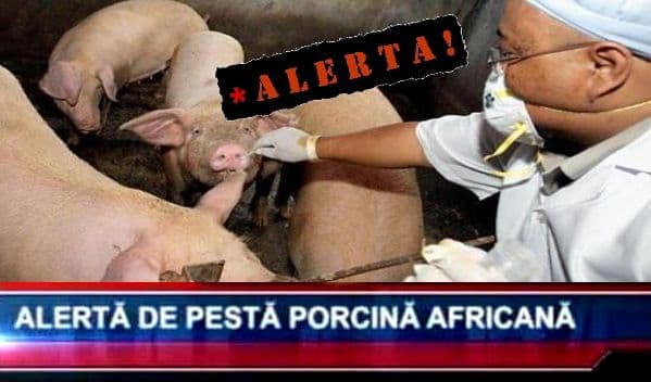 Primăria Dorohoi atenționează – ALERTĂ pestă porcină africană, risc pentru municipiul Dorohoi