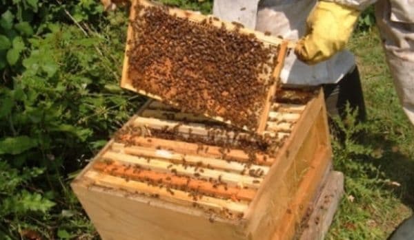 Apicultorii falsifică mierea punând zahăr în stup. Ce măsuri ia ministrul Agriculturii
