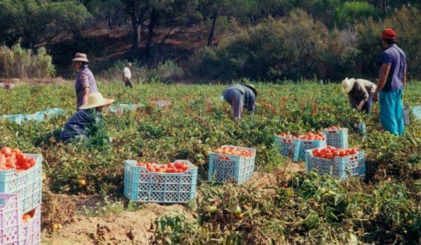 AJOFM anunță că sunt disponibile 800 locuri de muncă sezoniere în agricultură - SPANIA