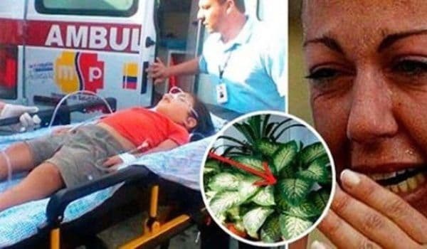 Șocant! Fiul ei a fost otrăvit de această plantă! Multe familii o au în casă. Ce trebuie să știi despte ea