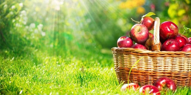 Instituția Prefectului Botoșani: Noi linii de finanţare lansate pentru agricultori