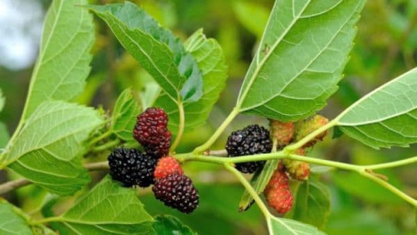 Frunzele de dud tratează diabetul zaharat, gastrita sau obezitatea