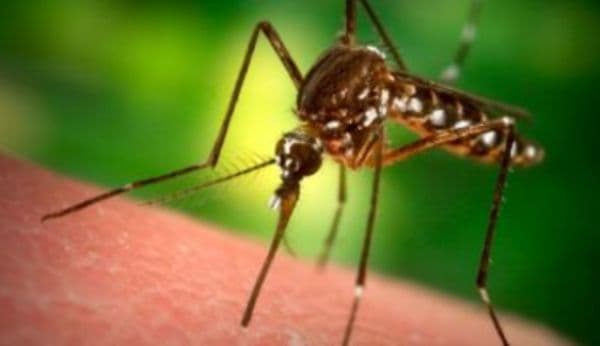 Cum știi dacă ai fost infectat cu virusul West Nile după înțepătura unui țânțar