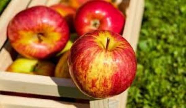 Peste 8.000 de micuţi din judeţ vor primi fructe plătite de Guvern