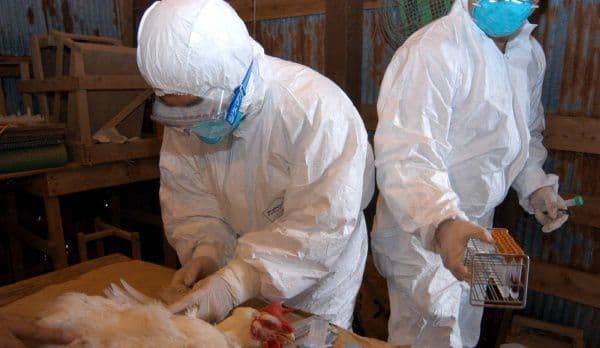 ATENȚIE! Un virus detectat la păsări și care se transmite la om a fost confirmat în România!