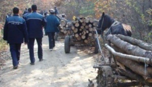 Amenzi de peste 380 mii lei aplicate hoţilor de lemne