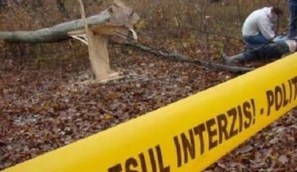 Cumplit! Un adolescent din Suharău a murit după ce a căzut un copac  peste el