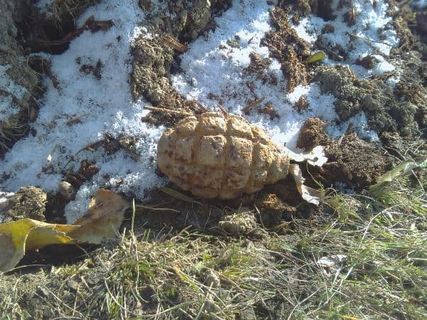 Intervenție a pirotehniștilor la Dorohoi! Element de muniție descoperit într-o livadă - FOTO
