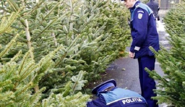 Pomi de Crăciun fără acte, confiscați de polițiștii botoșăneni