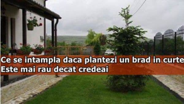 Ce se întâmplă dacă plantezi un brad în curte? Este mai rău decât credeai