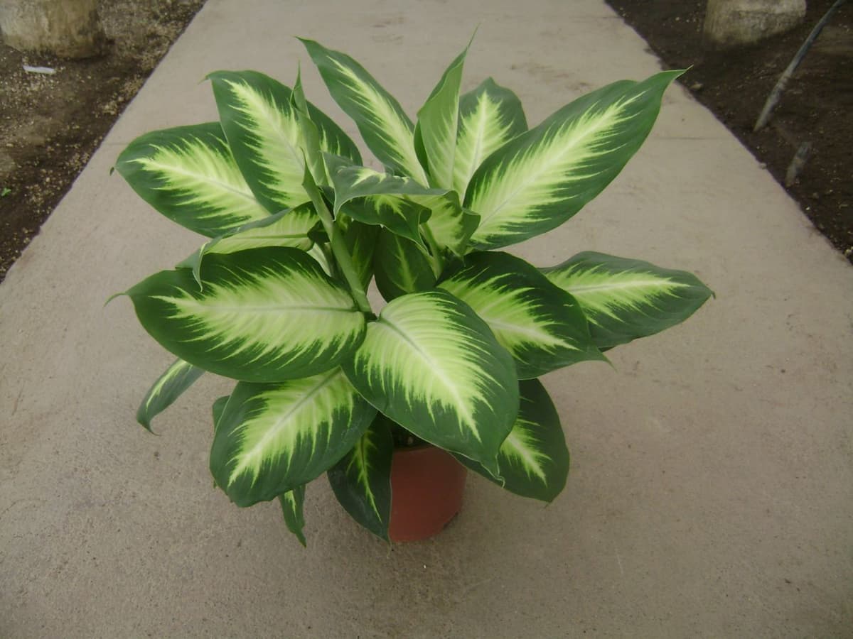 Dieffenbachia