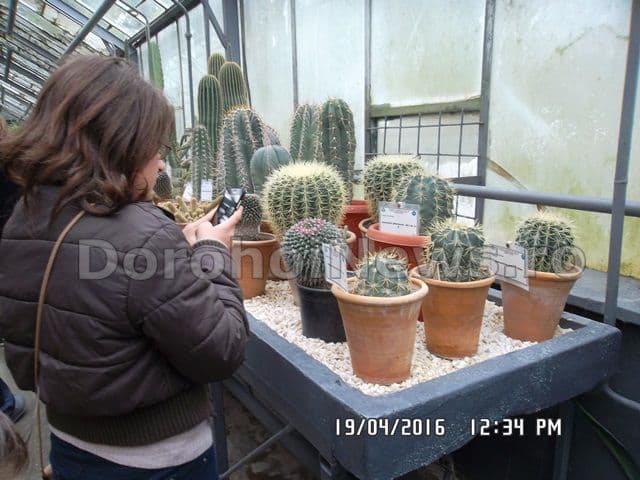 Scolii Gimnaziala Dimitrie Romanescu 08