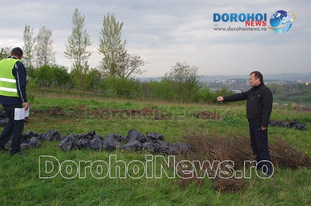 Plantare de copaci Dorohoi 2016_02