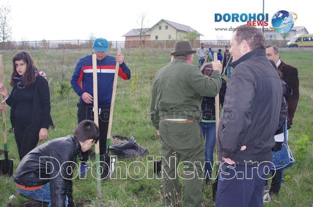 Plantare de copaci Dorohoi 2016_04