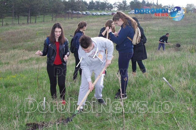 Plantare de copaci Dorohoi 2016_06