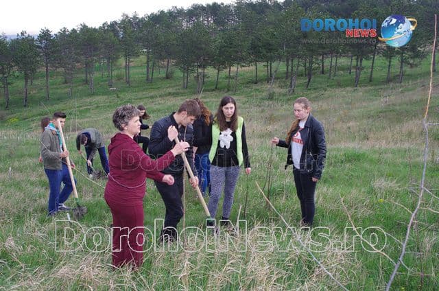 Plantare de copaci Dorohoi 2016_07