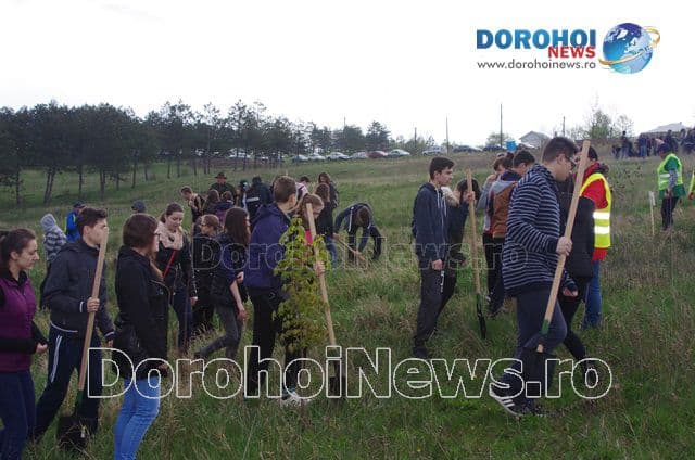 Plantare de copaci Dorohoi 2016_08