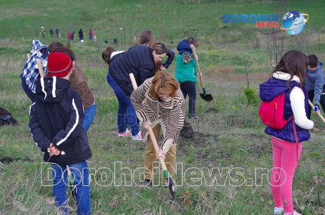 Plantare de copaci Dorohoi 2016_09