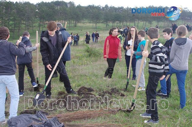 Plantare de copaci Dorohoi 2016_10