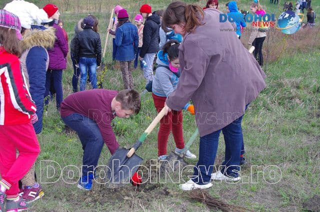 Plantare de copaci Dorohoi 2016_11