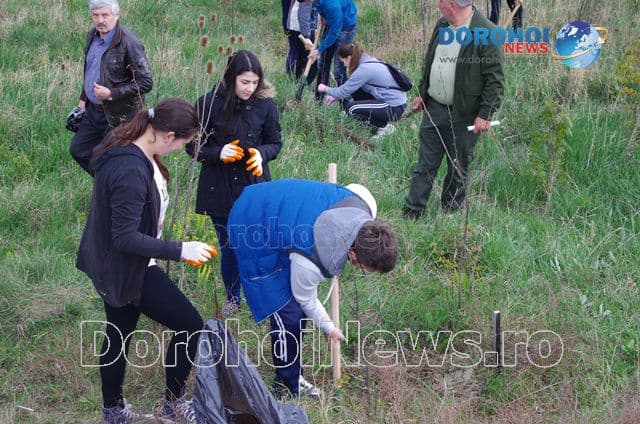Plantare de copaci Dorohoi 2016_15