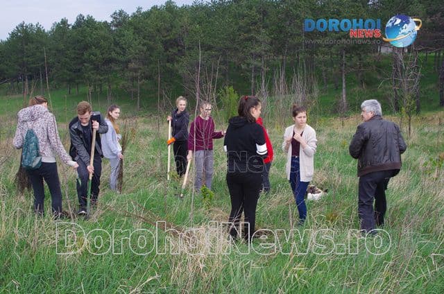 Plantare de copaci Dorohoi 2016_16