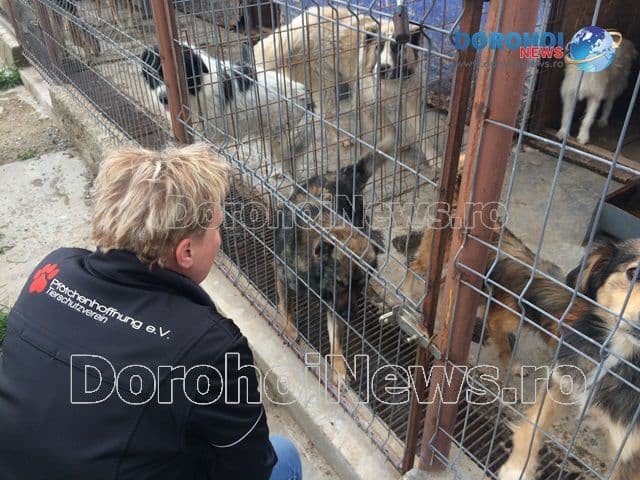 Proiect pentru cateila Dorohoi_09