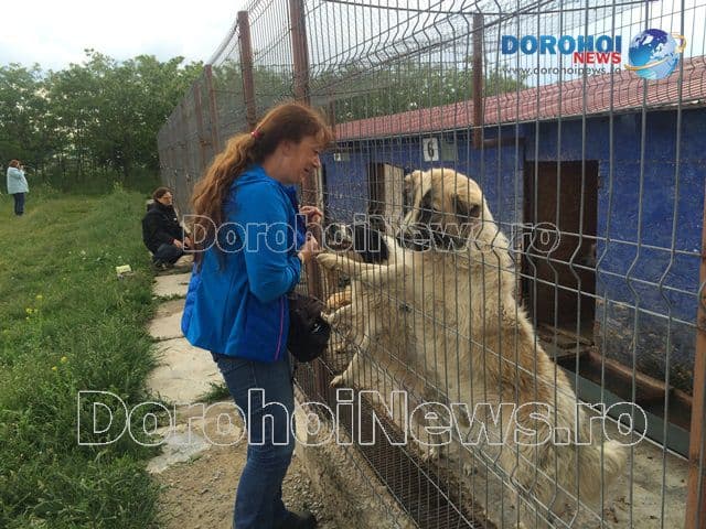 Proiect pentru cateila Dorohoi_11