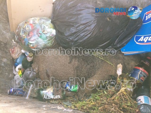 Porc mistret in tomberon la Dorohoi_01