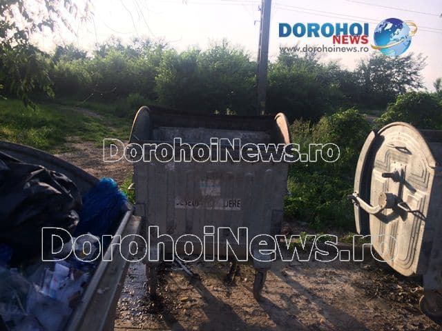 Porc mistret in tomberon la Dorohoi_02