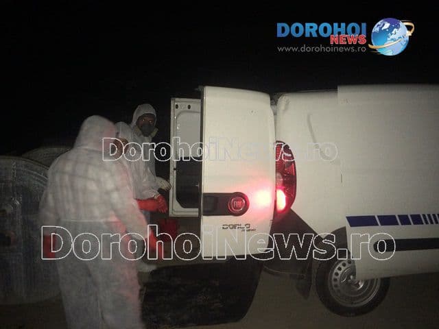 Porc mistret in tomberon la Dorohoi_10